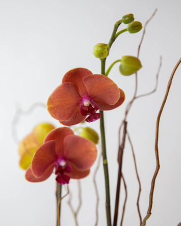 Orchids