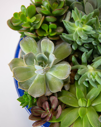 Succulents