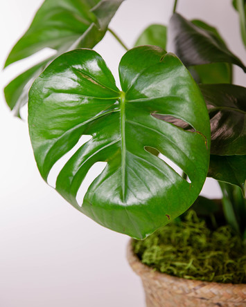Houseplants