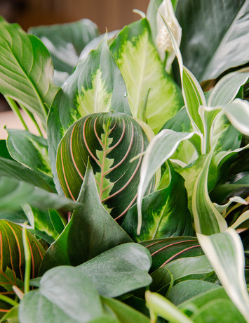 Plants