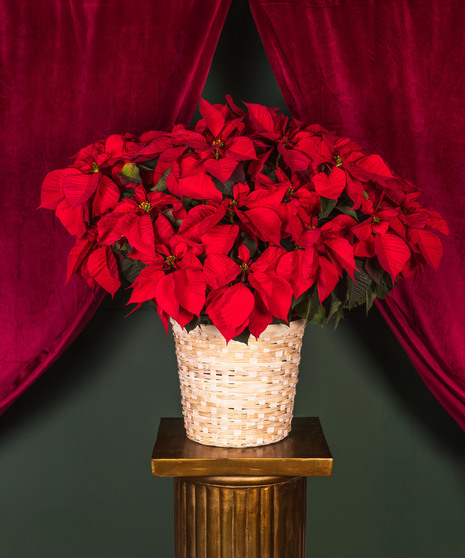 Poinsettia in Basket
