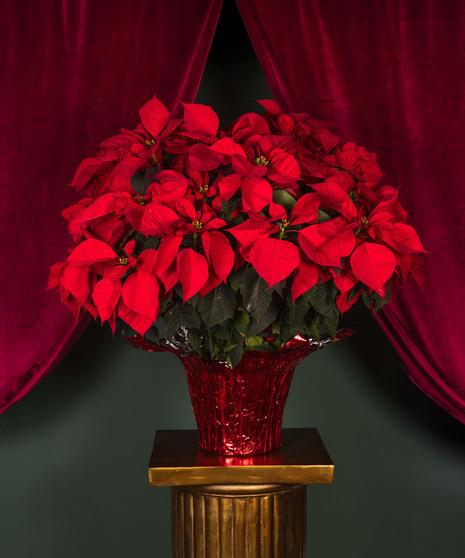 Poinsettia in Foil