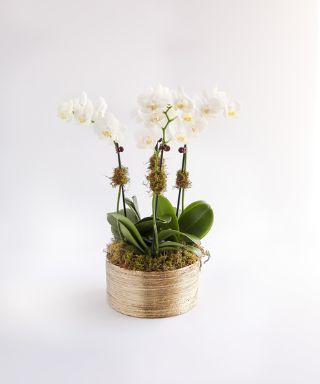 Golden Orchids