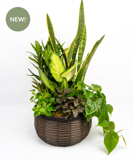 Plentiful Planter