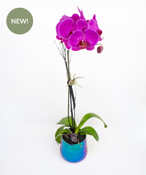 Cosmic Orchid