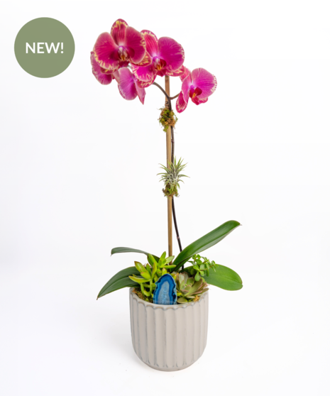 Orchid Essence