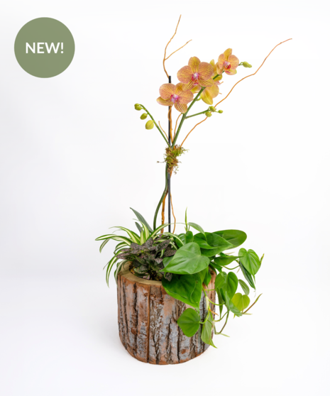Woodland Orchid
