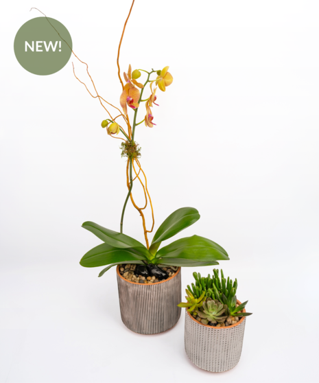 Urban Orchid Duo