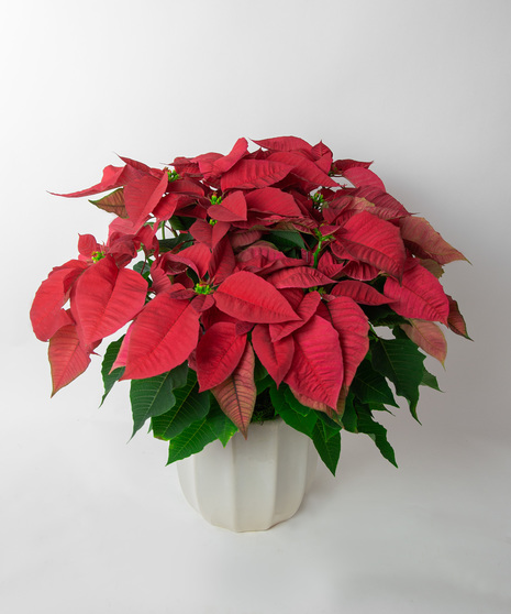 Poinsettia in Ceramic