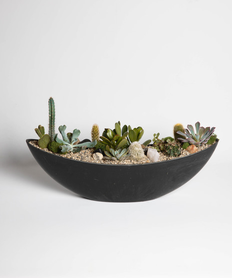 Celestial Succulents