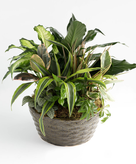 Ceramic Dish Garden