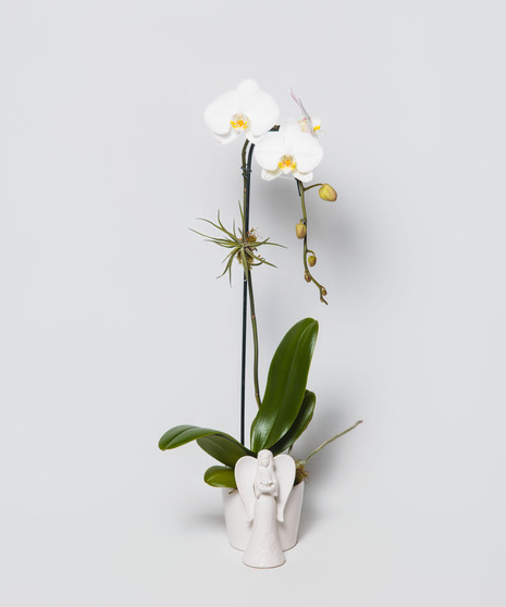 Divine Orchid