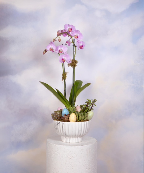 Hoppy Easter Orchid