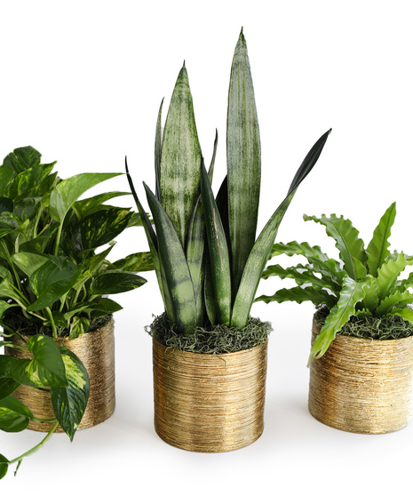 Easy Care Plant Trio