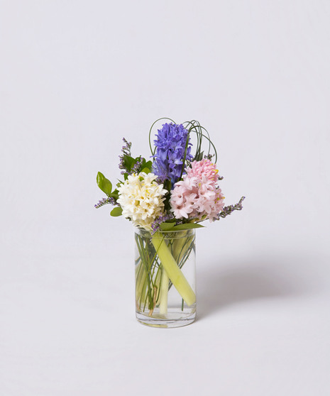 Sweet Hyacinth