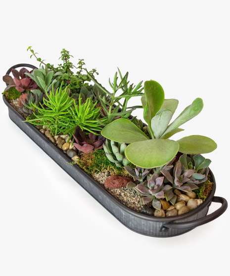 Succulent Centerpiece Standard