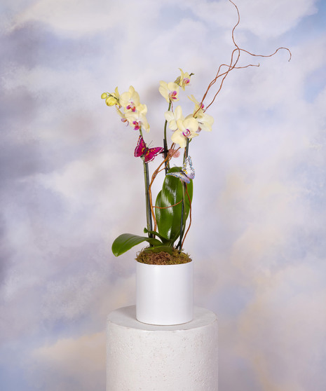 Spring Orchid - Deluxe