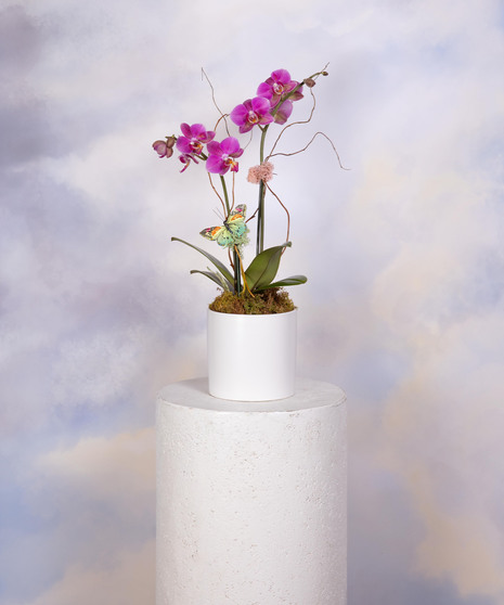 Spring Orchid - Standard