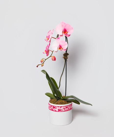 Orchid of Courage