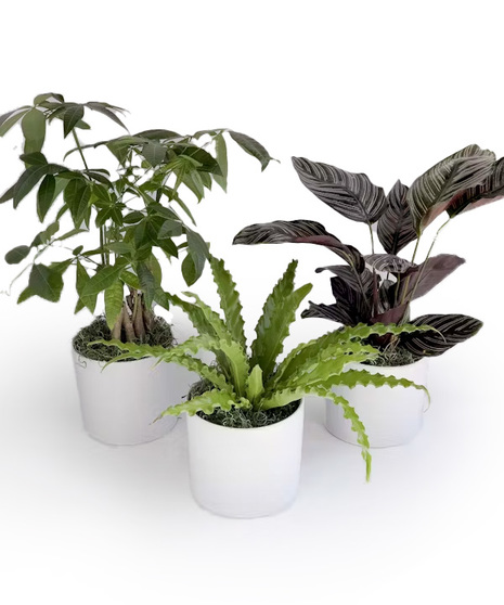 Pet Friendly Plant Trio