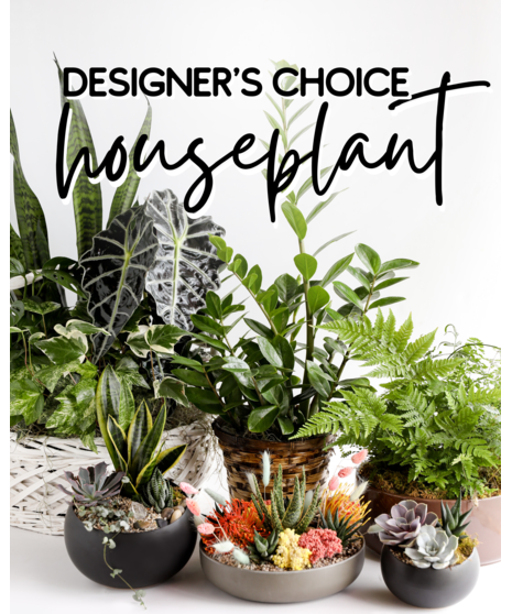 Designer's Choice - Houseplants