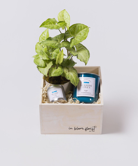 Serenity Candle Collection