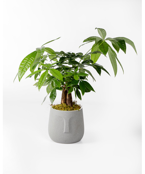 Zen Tree