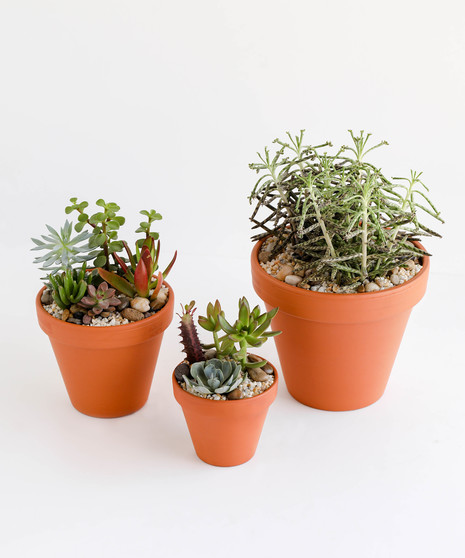 Terracotta Succulent Trio