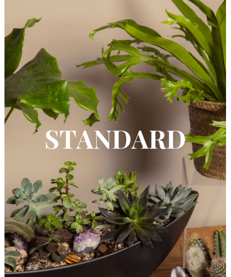 Plant Subscription