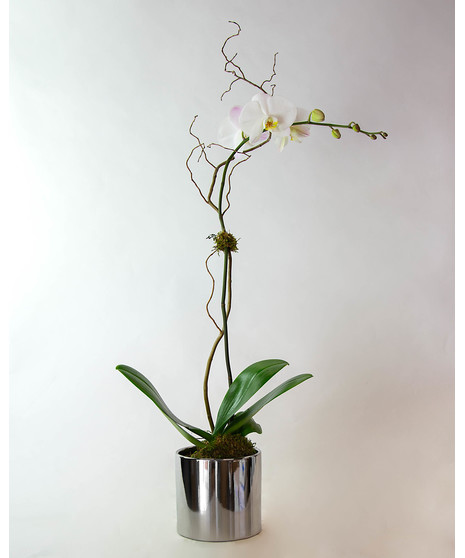 Premium Phalaenopsis orchid . Phalaenopsis comes with up to nine large blooms displaying beautiful yellow centers. Phalaenopsis blooms are known to last up to two months!