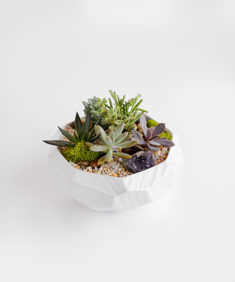 We plant a fresh, locally grown succulents in a low, modern white container. 