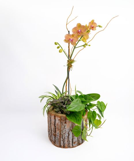 Woodland Orchid Premium