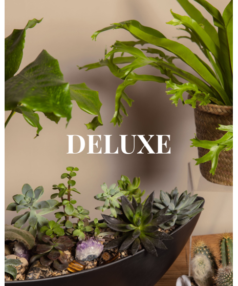 Save 20% and enjoy the convenience of pre-scheduled plant deliveries with a plant subscription and free delivery!