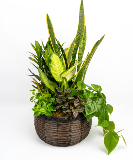 Plentiful Planter