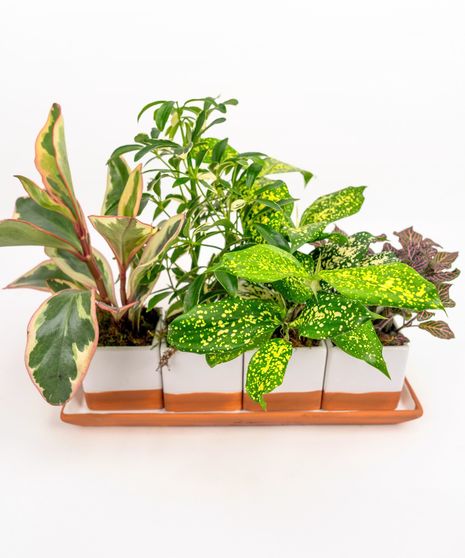 Houseplants