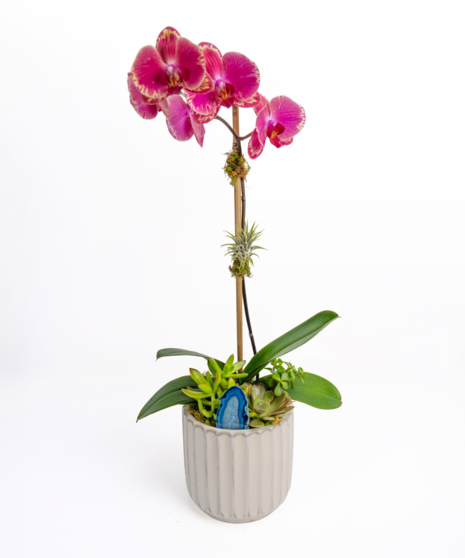 Orchid Essence