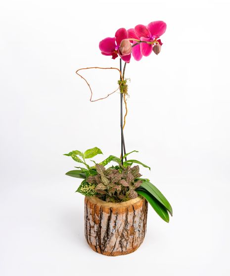 Woodland Orchid