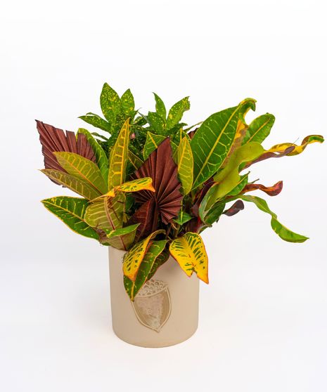 Money Tree pant in a stone head planter that can be reused.