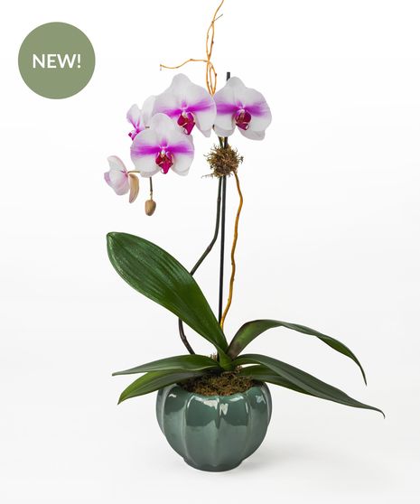 Elegant Cascade Orchid