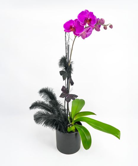 Money Tree pant in a stone head planter that can be reused.