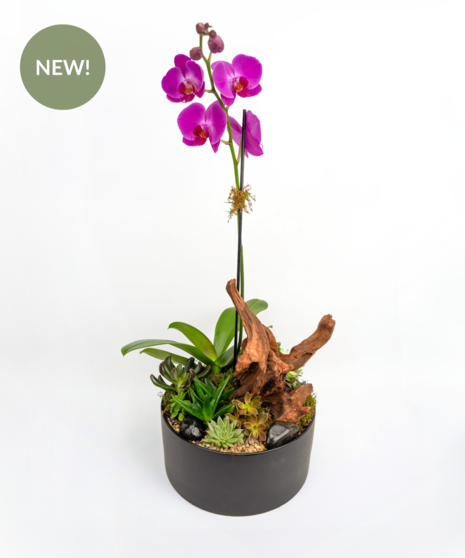 Driftwood Orchid
