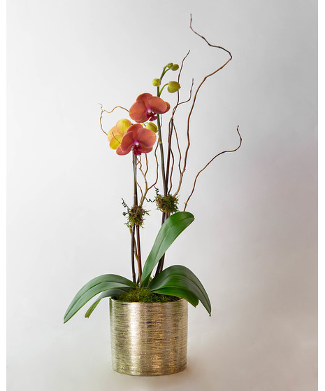 Orchids