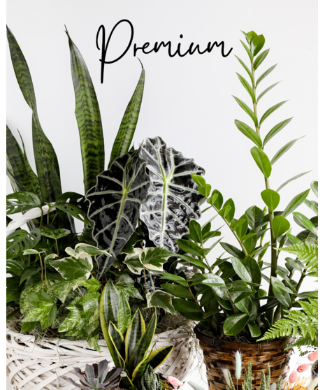 Surprise them with a stunning custom plant. Our expert designers will pick out various plants in a one of a kind planter.