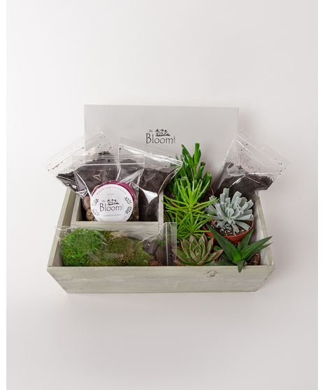 Our DIY Succulent Garden Kit includes everything you need to create your very own succulent garden from the comfort of your home. A perfect stay-at-home activity!