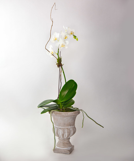 We plant a fresh, locally grown orchid in a unique tall cement vase. 