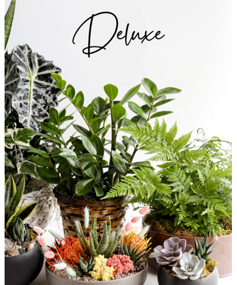 Surprise them with a stunning custom plant. Our expert designers will pick out various plants in a one of a kind planter.