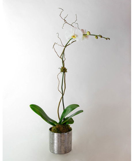 Orchids