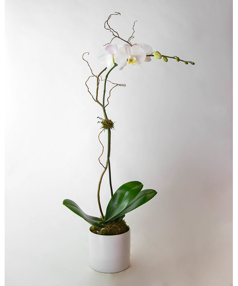 Premium Phalaenopsis orchid . Phalaenopsis comes with up to nine large blooms displaying beautiful yellow centers. Phalaenopsis blooms are known to last up to two months!