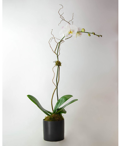 Premium Phalaenopsis orchid . Phalaenopsis comes with up to nine large blooms displaying beautiful yellow centers. Phalaenopsis blooms are known to last up to two months!