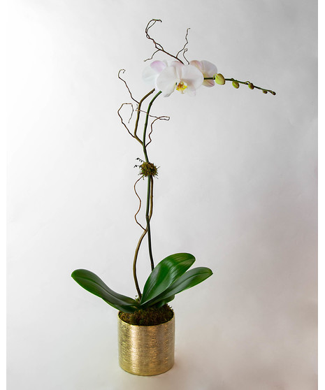 Premium Phalaenopsis orchid . Phalaenopsis comes with up to nine large blooms displaying beautiful yellow centers. Phalaenopsis blooms are known to last up to two months!